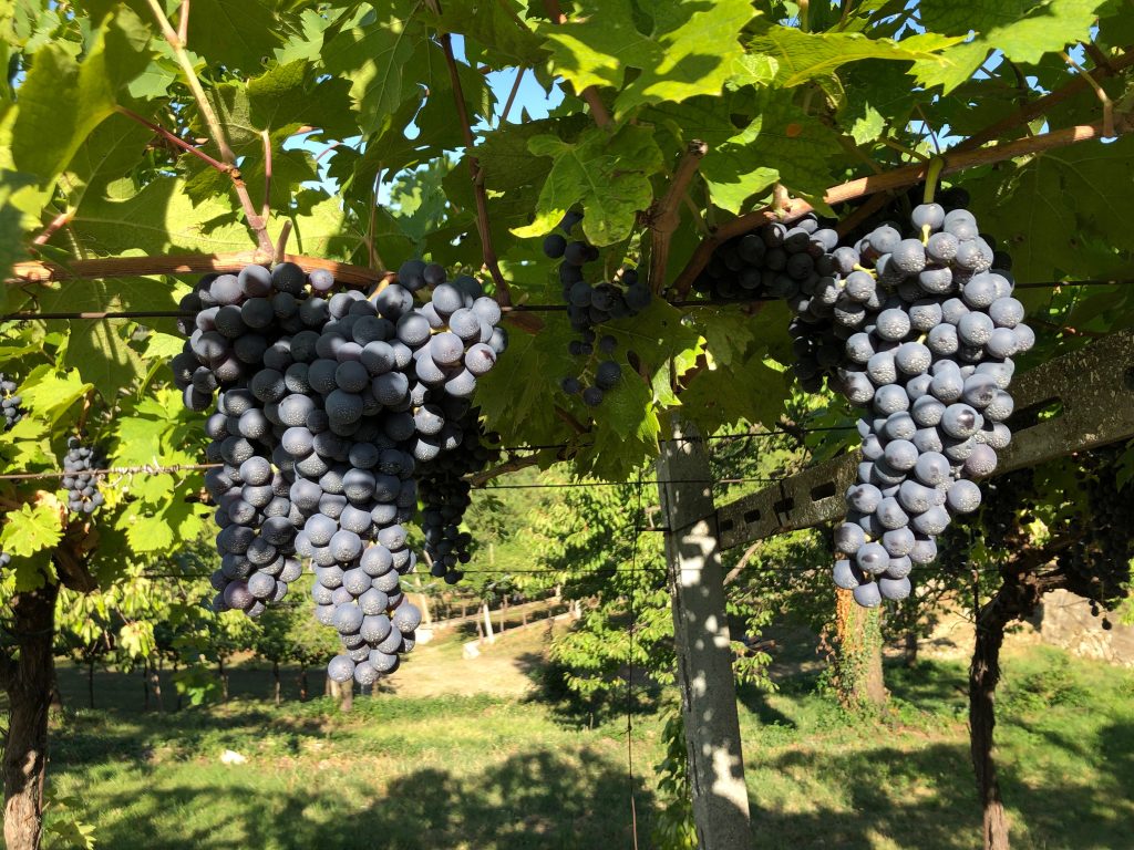 Terre di Gnirega — foto 6